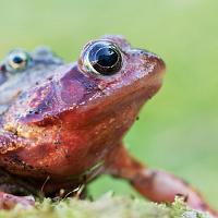 Common Frogs Mating 3 